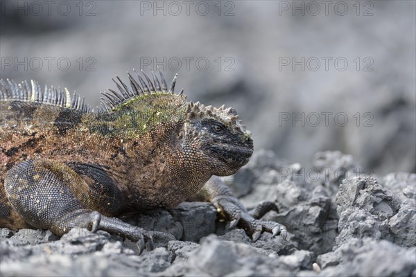 Galapagos marine iguana (Amblyrhynchus cristatus) on lava rock