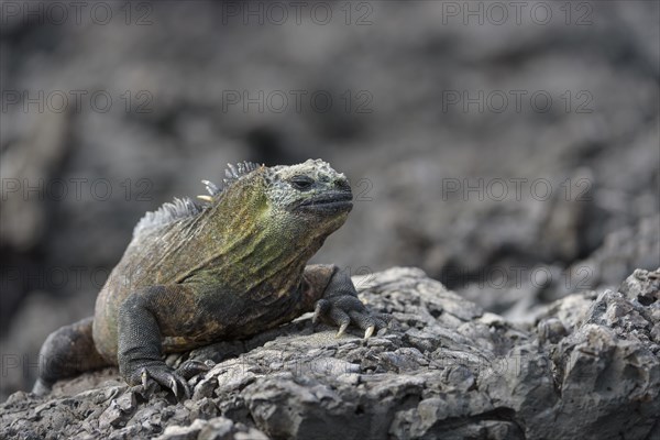 Galapagos marine iguana (Amblyrhynchus cristatus) on lava rock