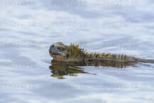 Galapagos marine iguana (Amblyrhynchus cristatus) swimming