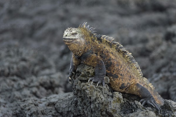 Galapagos marine iguana (Amblyrhynchus cristatus) on lava rock