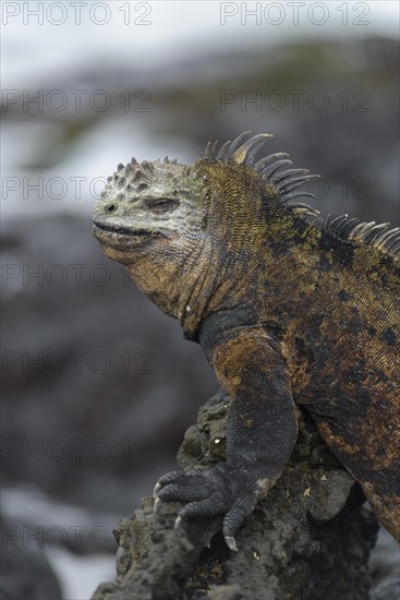 Galapagos marine iguana (Amblyrhynchus cristatus) on lava rock