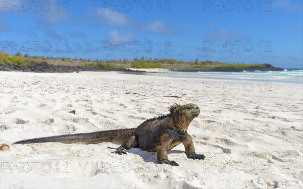 Galapagos marine iguana (Amblyrhynchus cristatus) sitting in sand on beach