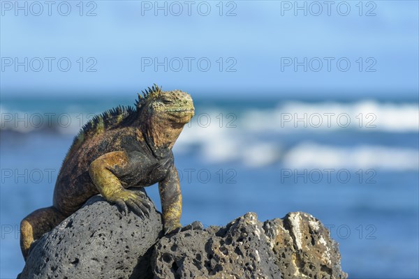 Galapagos marine iguana (Amblyrhynchus cristatus) sunbathing on rock