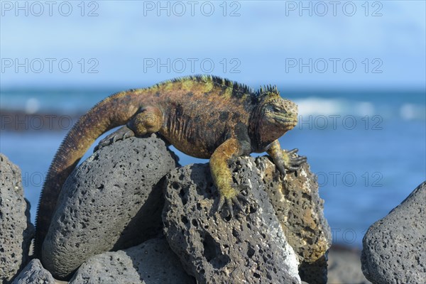 Galapagos marine iguana (Amblyrhynchus cristatus) sunbathing on rock