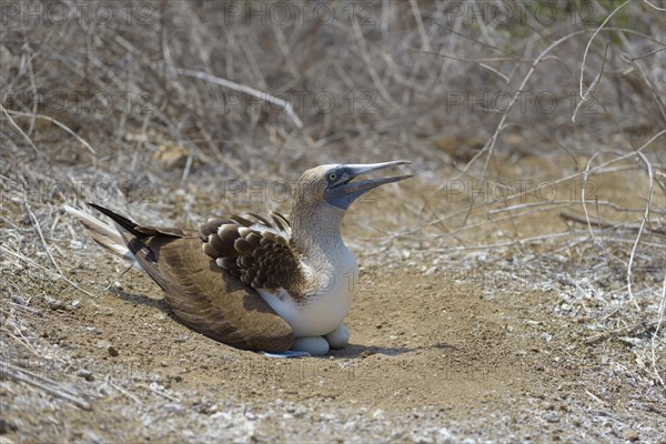 Blue-footed booby (Sula nebouxii) sitting in nest with eggs