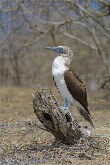 Blue-footed booby (Sula nebouxii) standing on dead wood