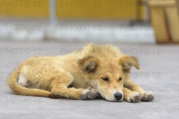 Dog lying on street