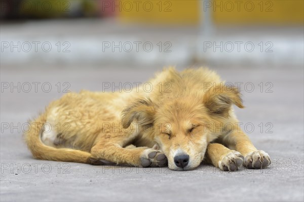 Dog lying on street