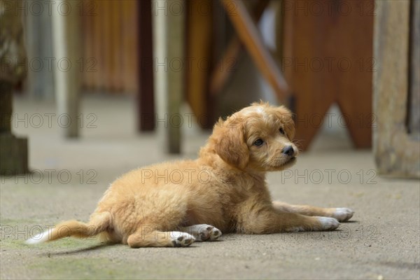 Puppy lying on the ground