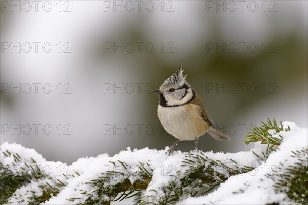 Crested Tit (Lophophanes cristatus) on branch