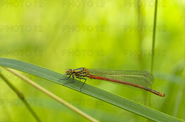 Female Red Damselfly (Pyrrhosoma nymphula) sitting on blade of grass