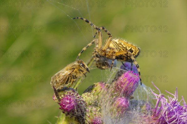 Garden spider (Araneus diadematus) with captured honey bee (Apis) on thistle