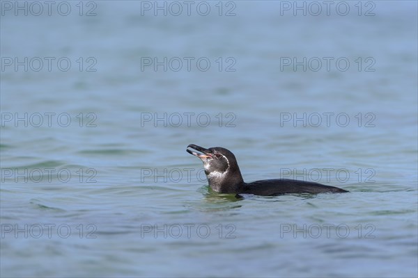 Galapagos penguin (Spheniscus mendiculus) swimming in the sea