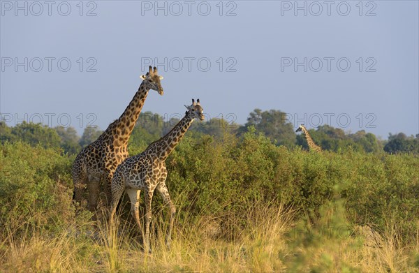 Rhodesian giraffes (Giraffa camelopardalis thornicrofti) in bush land