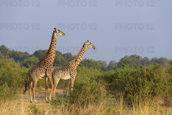 Rhodesian giraffes (Giraffa camelopardalis thornicrofti) at mating