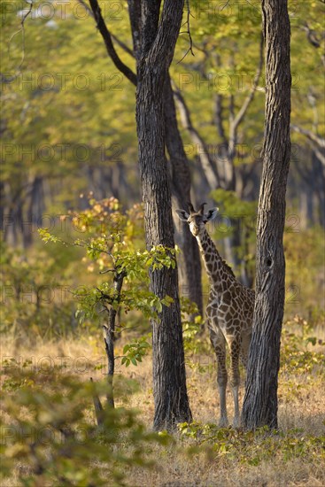 Rhodesian giraffe (Giraffa camelopardalis thornicrofti)