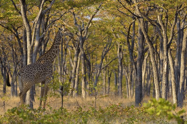 Rhodesian giraffe (Giraffa camelopardalis thornicrofti) stands between trees