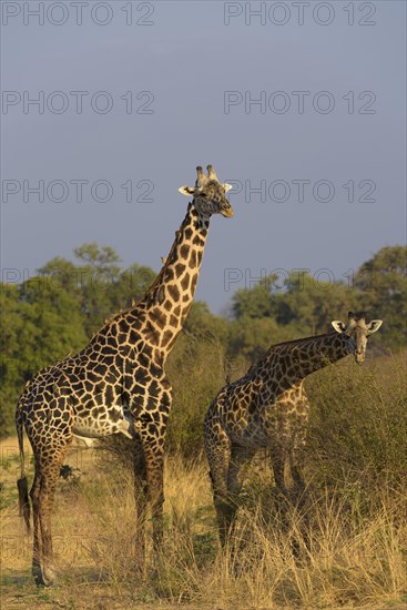 Rhodesian giraffes (Giraffa camelopardalis thornicrofti) with Red-billed oxpeckern (Buphagus erythrorhynchus) in bush country
