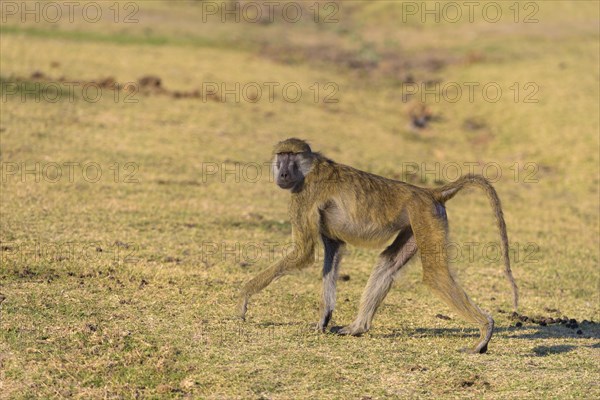 Yellow baboon (Papio cynocephalus) runs in the savannah