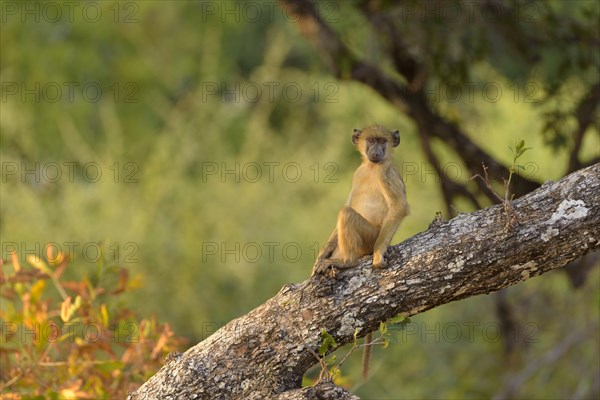 Yellow baboon (Papio cynocephalus)