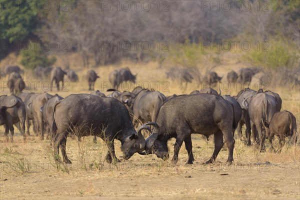 Cape buffalo (Syncerus caffer)