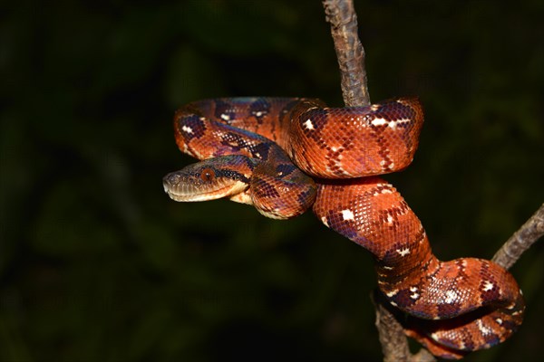 Madagascar tree boa (Sanzinia madagascariensis) in rainforest