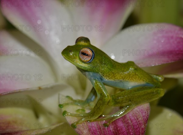 Boophis elenae (Boophis elenae) in rainforest