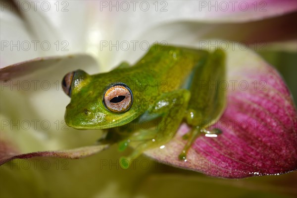 Boophis elenae (Boophis elenae) in rainforest