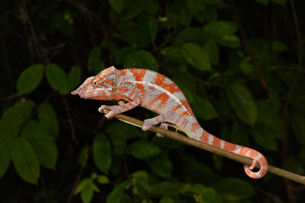 Angel's chameleon (Furcifer angeli)