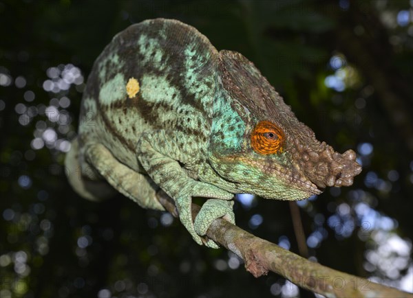 Parson's chameleon (Calumma parsonii parsonii)