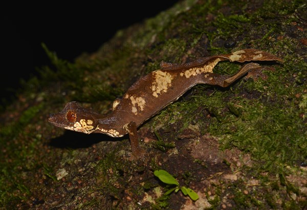 Leaf-tailed gecko (Uroplatus finiavana)