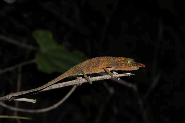 Nose-horned chameleon (Calumma nasutum)