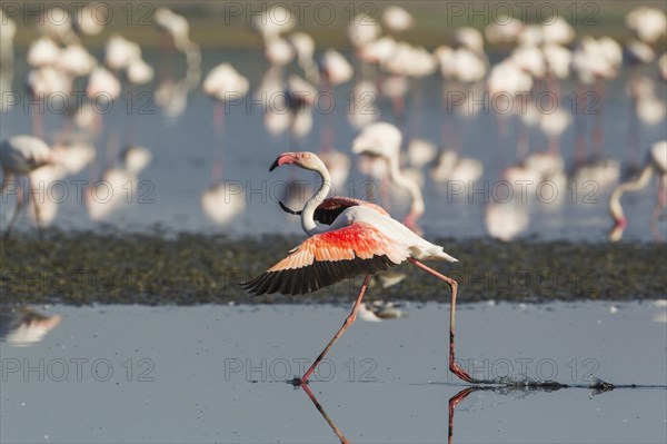 Greater Flamingo (Phoenicopterus roseus)