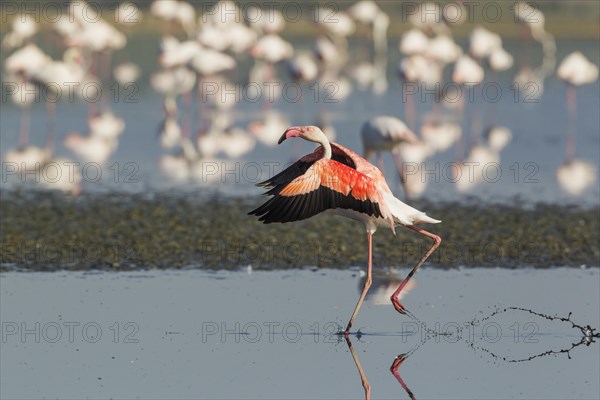 Greater Flamingo (Phoenicopterus roseus)