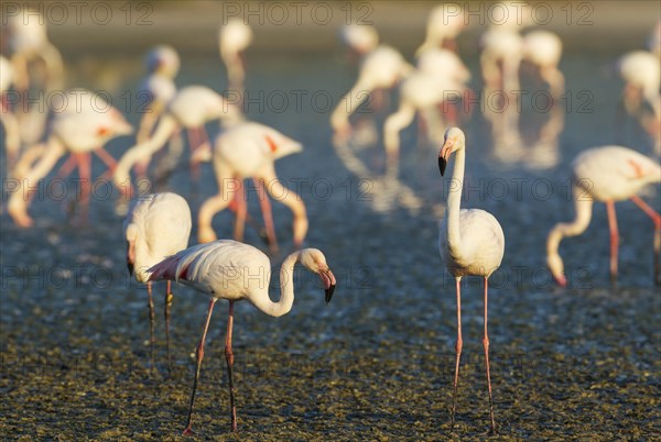 Greater Flamingos (Phoenicopterus roseus)