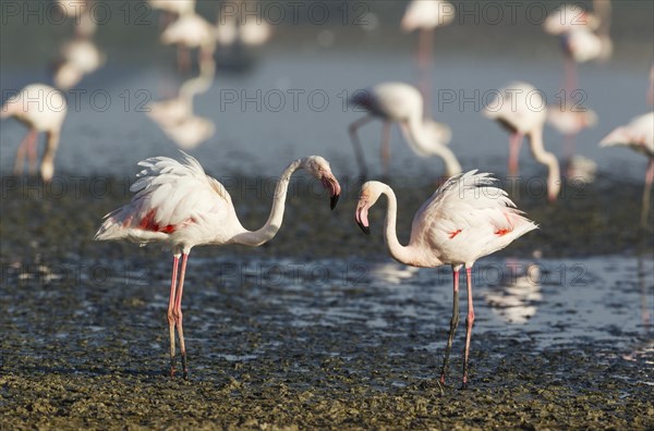 Greater Flamingo (Phoenicopterus roseus)