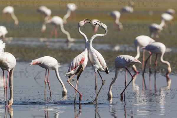 Greater Flamingo (Phoenicopterus roseus)