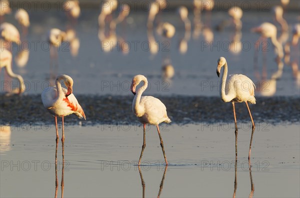 Greater Flamingos (Phoenicopterus roseus)