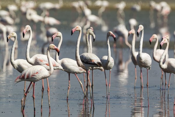 Greater Flamingos (Phoenicopterus roseus)