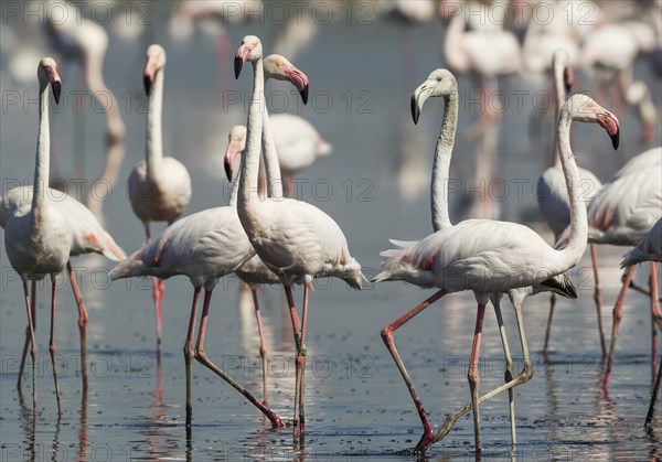 Greater Flamingos (Phoenicopterus roseus)