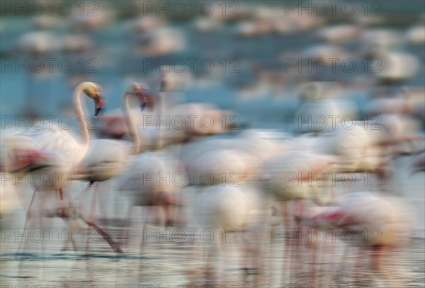 Greater Flamingo (Phoenicopterus roseus)