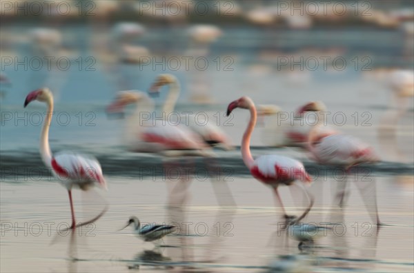 Greater Flamingo (Phoenicopterus roseus)