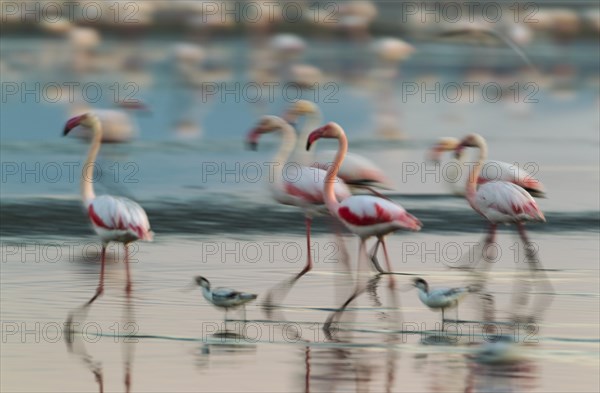 Greater Flamingo (Phoenicopterus roseus)