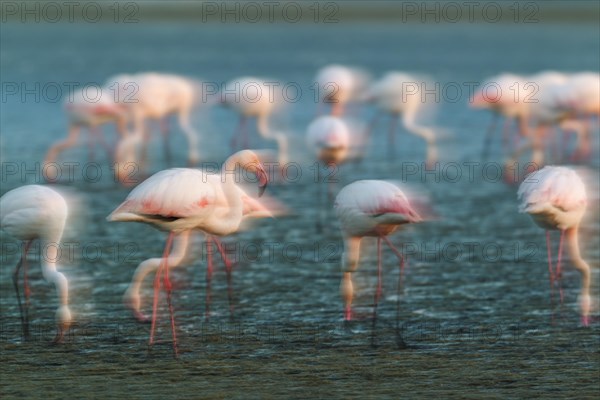 Greater Flamingo (Phoenicopterus roseus)