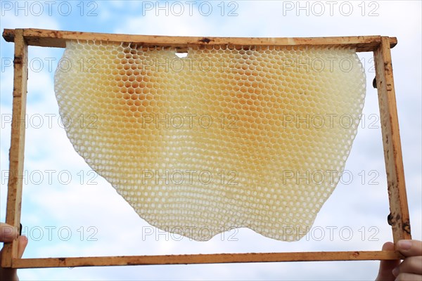 Frame with honeycomb made by European honey bee (Apis mellifera)