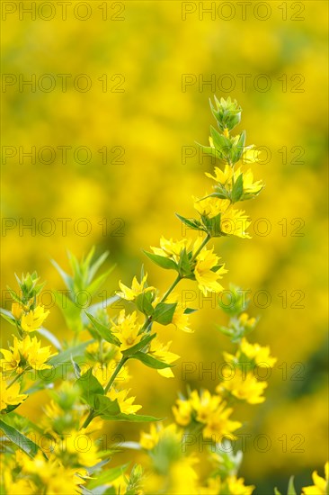 Dotted loosestrife (Lysimachia punctata)