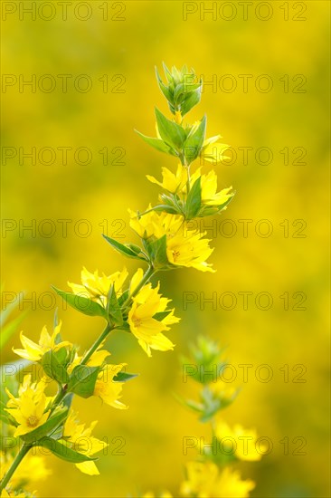 Dotted loosestrife (Lysimachia punctata)