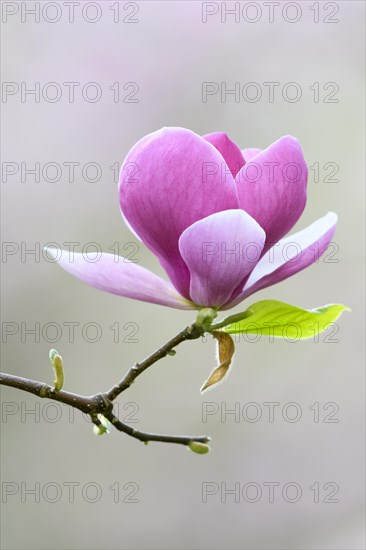 Saucer Magnolia (Magnolia x soulangeana)