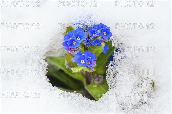 Forget-me-not (Myosotis sylvatica) in the snow