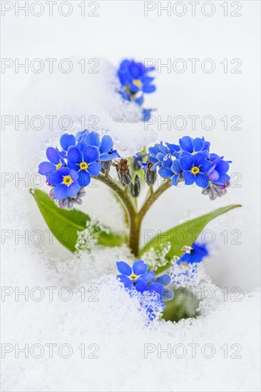 Forget-me-not (Myosotis sylvatica) in the snow